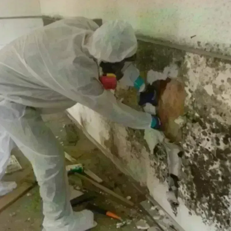 Mold Remediation and Removal in Head of Westport, MA